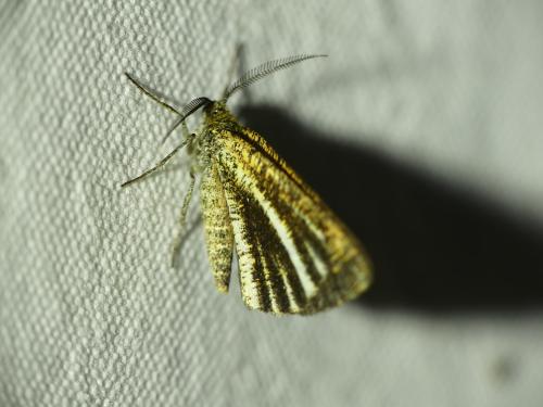 Isturgia limbaria